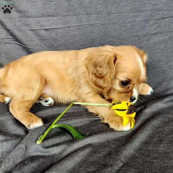 Miss Hadassah, Cavalier King Charles Spaniel Puppy